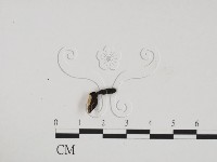 炭角菌屬藏品圖，第3張