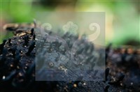 炭角菌屬藏品圖，第4張