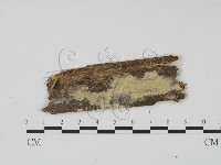 登錄號:F0010202藏品圖，第1張