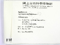 多年臥孔菌屬藏品圖，第2張