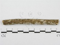 筍殼菌屬藏品圖，第1張