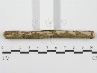 筍殼菌屬藏品圖，第3張
