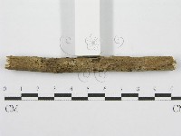 筍殼菌屬藏品圖，第4張