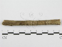 筍殼菌屬藏品圖，第5張