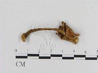 登錄號:F0010208藏品圖，第1張