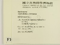 傑克菌屬藏品圖，第2張