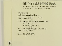絲齒菌屬藏品圖，第2張