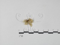 登錄號:F0010211藏品圖，第1張