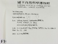 刺革菌屬藏品圖，第2張