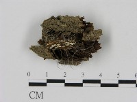 刺革菌屬藏品圖，第3張