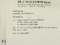 小孔菌屬藏品圖，第2張
