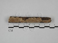 登錄號:F0010219藏品圖，第1張