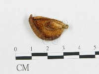 多孔菌屬藏品圖，第1張