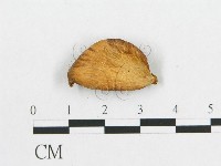 多孔菌屬藏品圖，第3張