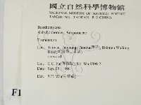 栓菌屬藏品圖，第2張