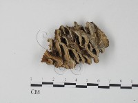 栓菌屬藏品圖，第1張