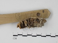 栓菌屬藏品圖，第3張
