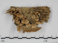 附毛菌屬藏品圖，第1張