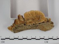 附毛菌屬藏品圖，第3張