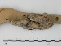 栓菌屬藏品圖，第3張