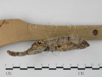 栓菌屬藏品圖，第4張