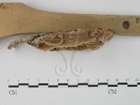 栓菌屬藏品圖，第5張
