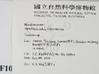 栓菌屬藏品圖，第2張