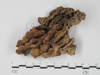 栓菌屬藏品圖，第1張