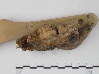 栓菌屬藏品圖，第3張