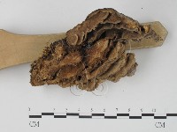 栓菌屬藏品圖，第4張