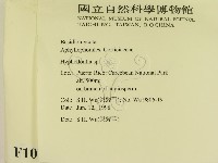 絲齒菌屬藏品圖，第2張
