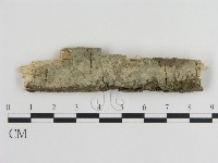 刺皮菌屬藏品圖，第1張