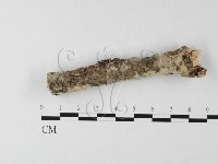 登錄號:F0010235藏品圖，第1張