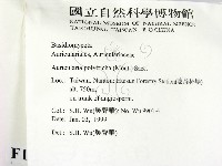 毛木耳藏品圖，第2張