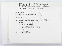 木層孔菌屬藏品圖，第2張