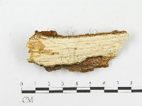木層孔菌屬藏品圖，第3張
