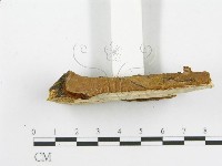 木層孔菌屬藏品圖，第4張
