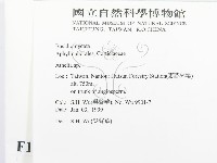 阿太菌屬藏品圖，第2張