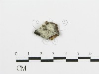 阿太菌屬藏品圖，第1張