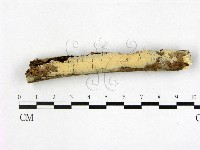 登錄號:F0010246藏品圖，第1張