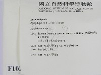 絲皮菌屬藏品圖，第2張