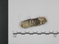 登錄號:F0010251藏品圖，第1張