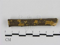 刺革菌屬藏品圖，第1張