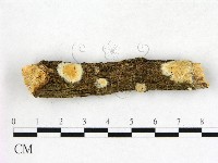 登錄號:F0010255藏品圖，第1張