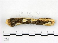 登錄號:F0010255藏品圖，第3張