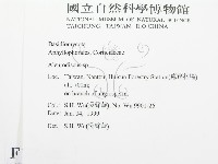 盤革菌屬藏品圖，第2張