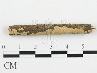 盤革菌屬藏品圖，第3張