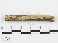 盤革菌屬藏品圖，第1張