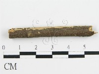 盤革菌屬藏品圖，第4張