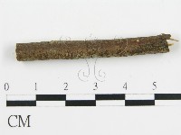 盤革菌屬藏品圖，第5張